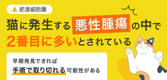 肥満細胞腫 猫に発生する悪性腫瘍の中で2番目に多いとされている 早期発見できれば手術で取り切れる可能性がある