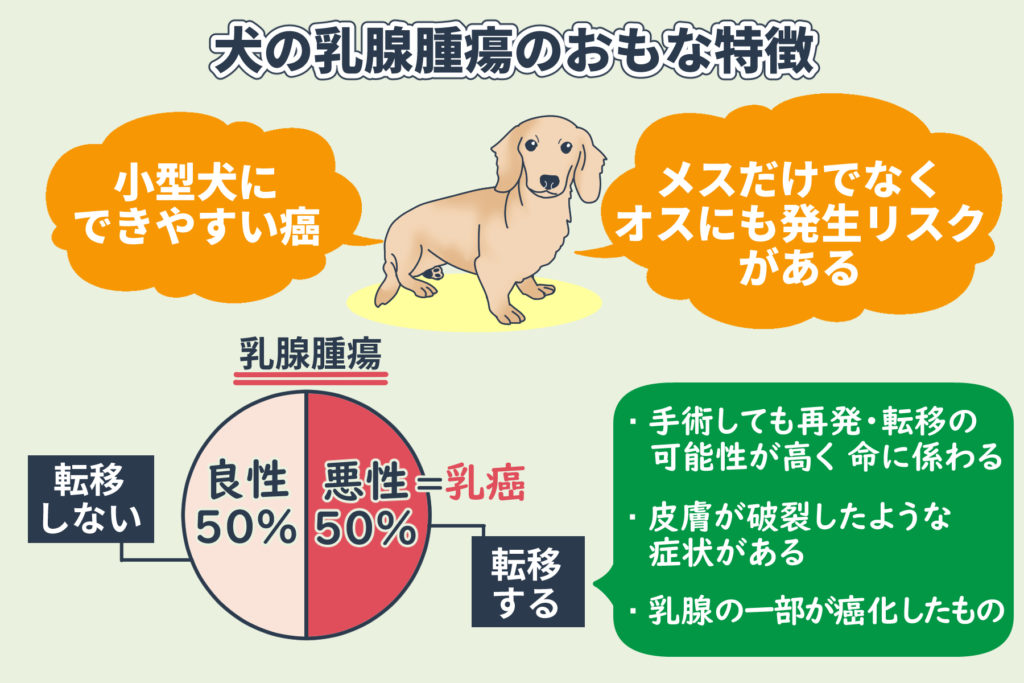 Les principales caractéristiques des tumeurs mammaires chez les chiens