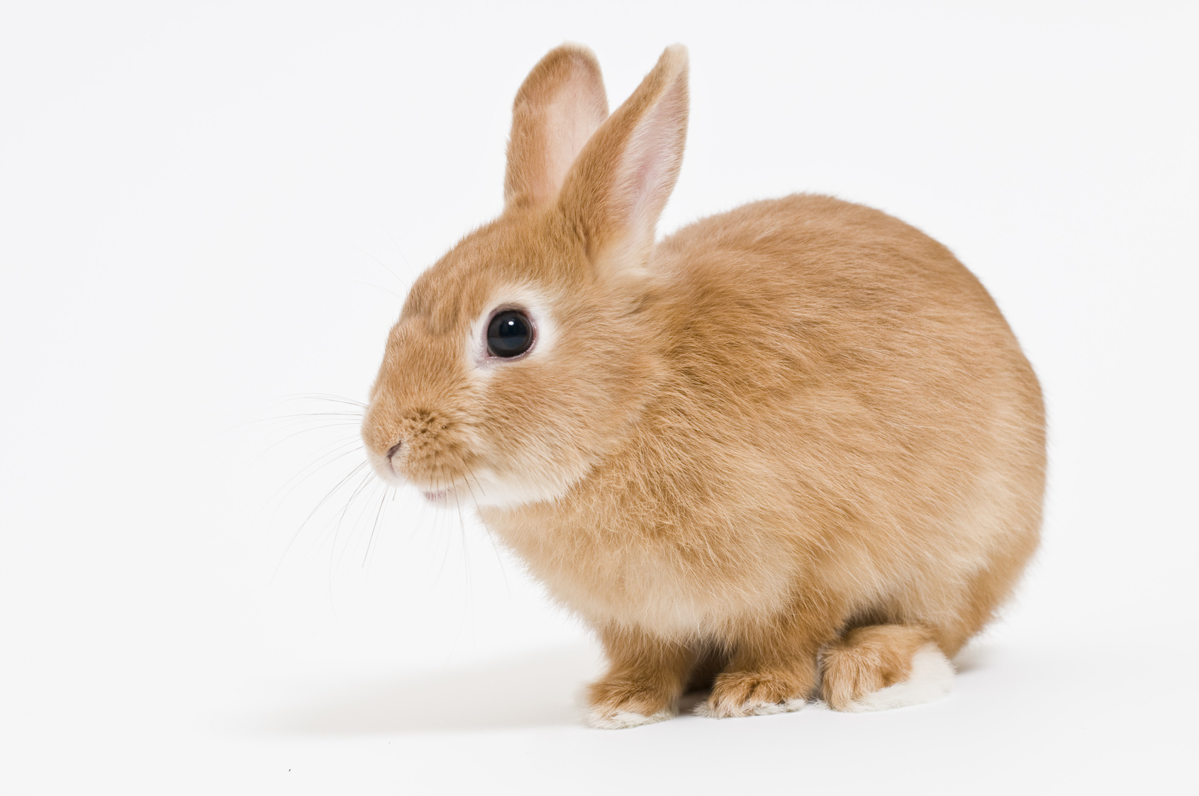 Utilisation de Cordy chez un lapin suspecté de métastases osseuses dues à un cancer de l’utérusイメージ