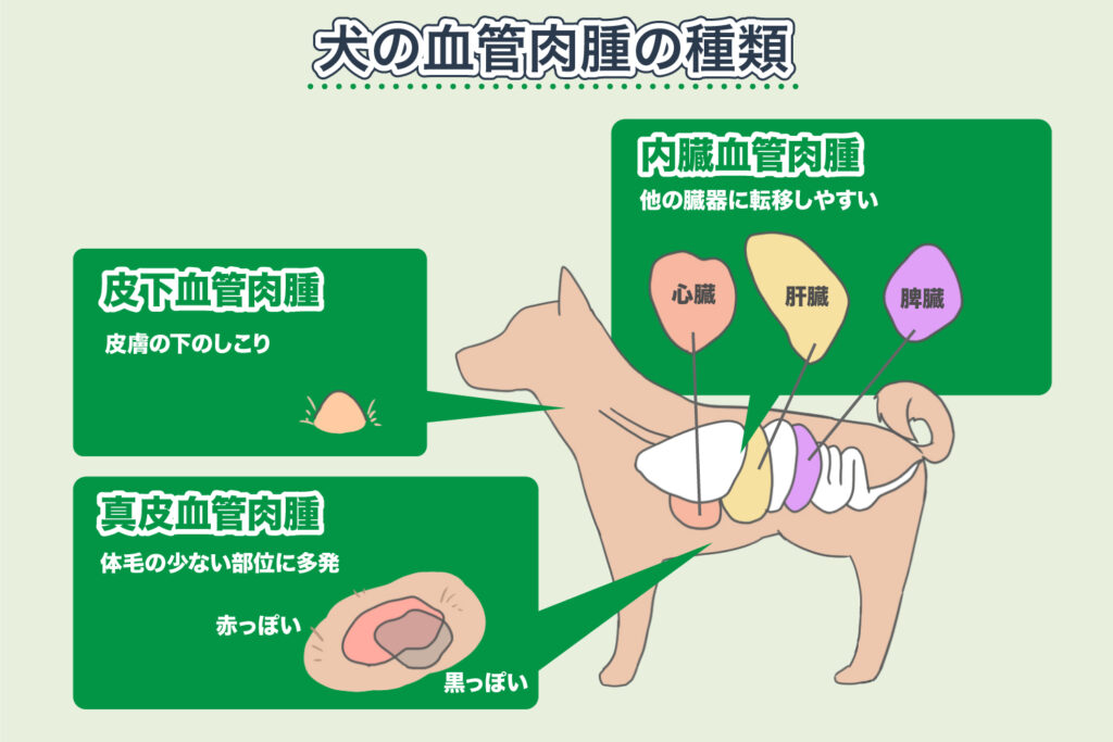 Types d'hémangiosarcomes chez le chien