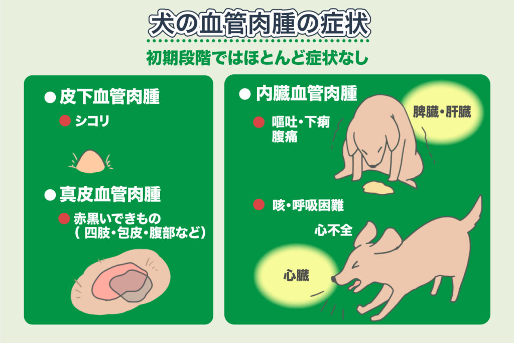 Symptômes de l'hémangiosarcome chez le chien