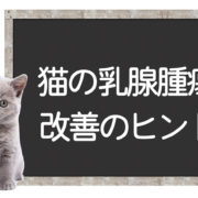 猫の乳腺腫瘍の改善方法