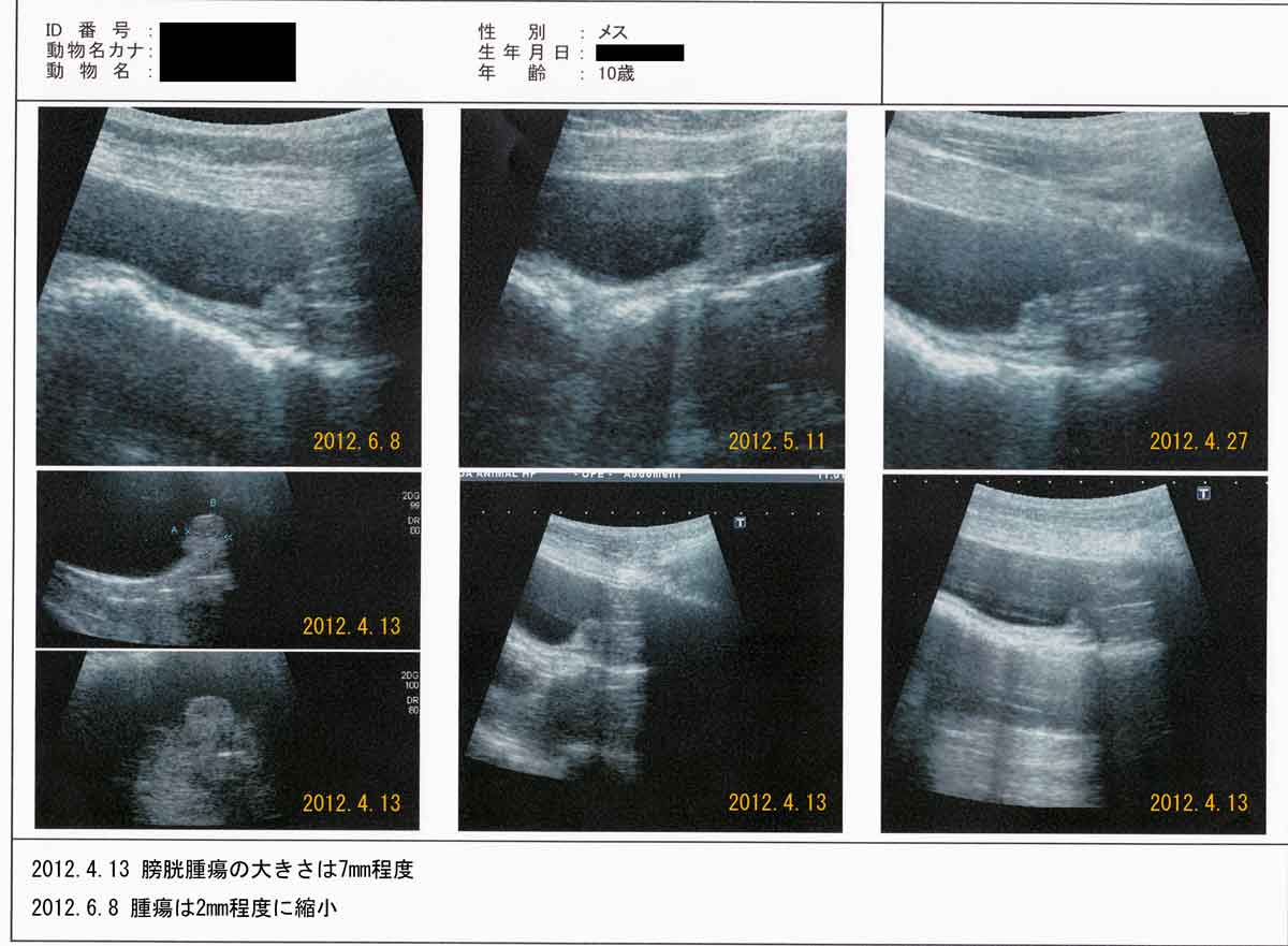 Réduction de la tumeur après administration de Cordy à un chien atteint de cancer de la vessie (carcinome transitionnel)イメージ