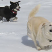 犬のリンパ節転移した肛門周囲腺癌手術後にQOLを維持した方法