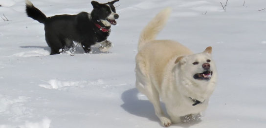 Méthode pour maintenir la QOL après une chirurgie du cancer des glandes périanales avec métastases ganglionnaires chez un chien