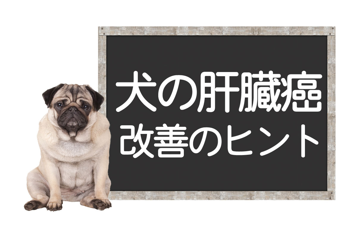 Cancer et tumeurs du foie chez le chien – Causes et symptômes, chirurgie, traitements, conseils pour l’amélioration et la guérison complèteイメージ