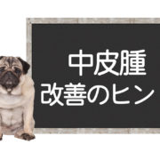 犬の中皮腫の改善方法