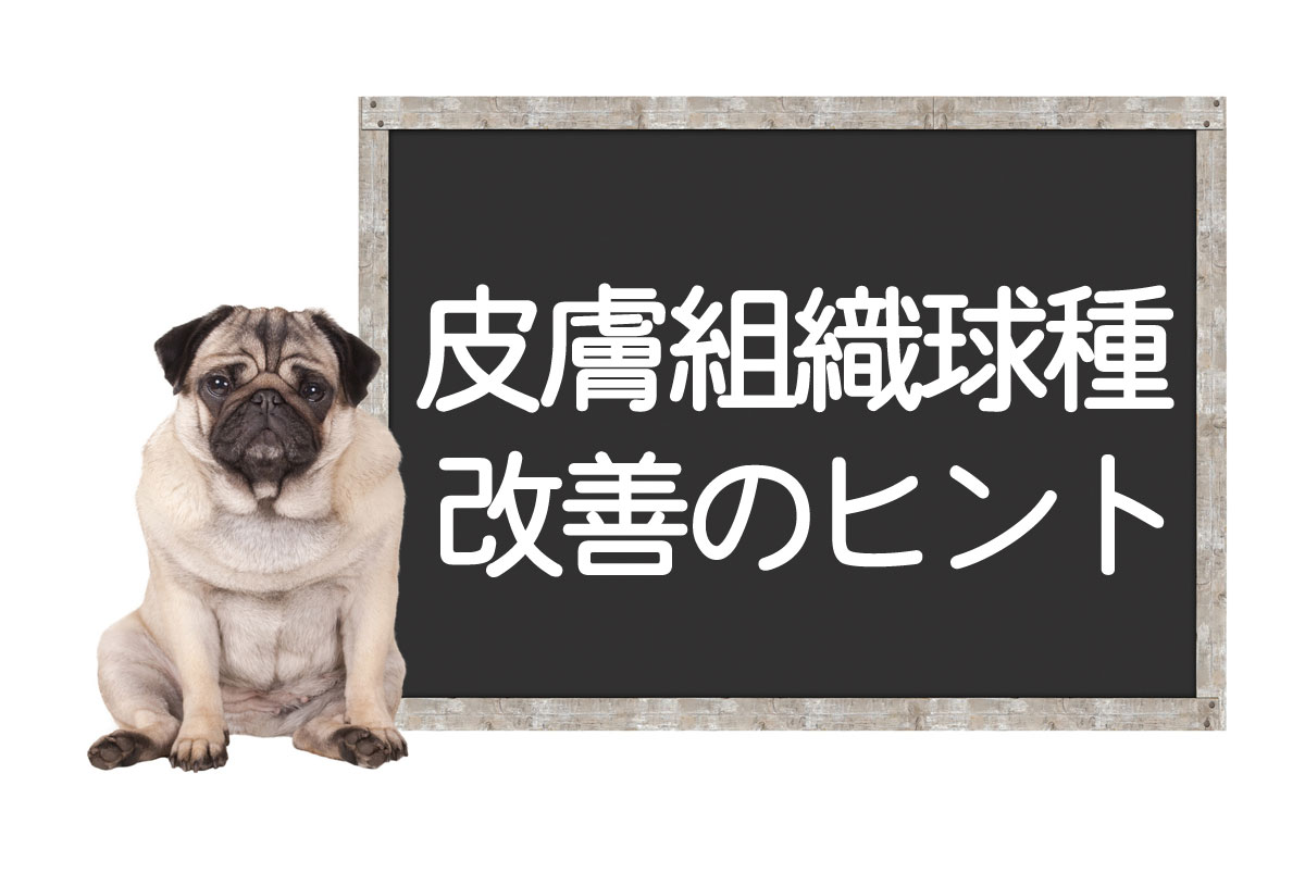 Histyocytome cutané chez le chien – Symptômes de la tumeur, examens, chirurgie, traitement, méthodes d’amélioration et de guérison complèteイメージ