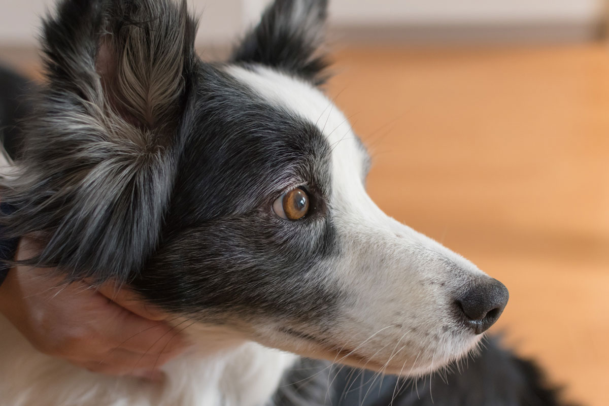 Utilisation pour les tumeurs malignes épithéliales chez le chien (carcinome apocrine du sac anal)イメージ