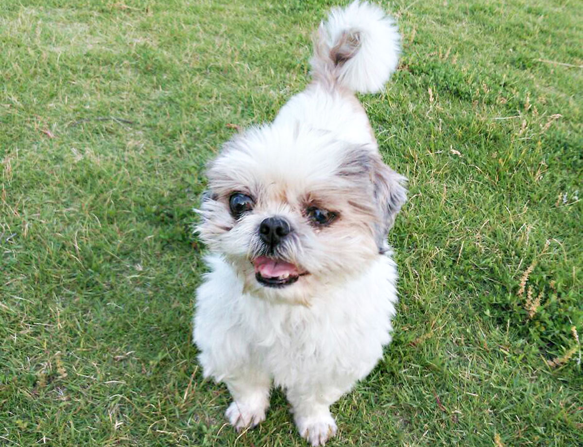 Cas d’un Shih Tzu qui a considérablement retrouvé son appétit et sa vitalité après avoir souffert de maladies cardiaques, de maladies cérébrales et de crises convulsives.イメージ