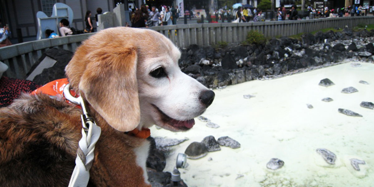 Un cas où un chien atteint d’angiosarcome en phase terminale, d’insuffisance rénale et d’insuffisance hépatique a vu sa vie prolongéeイメージ