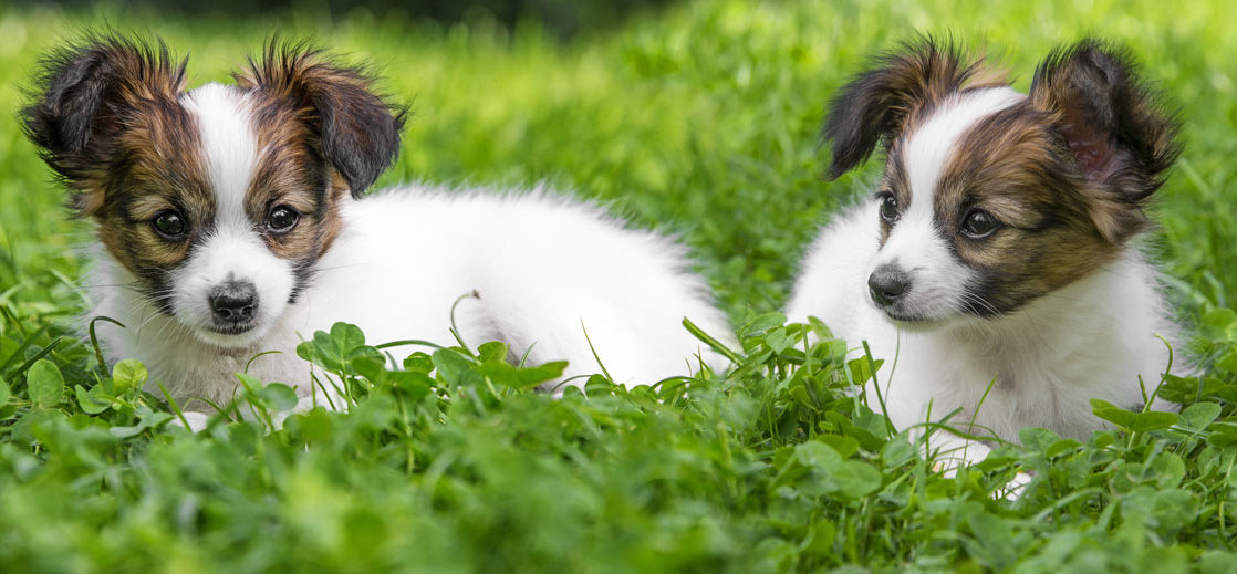 犬の肺腫瘍・肺癌改善例