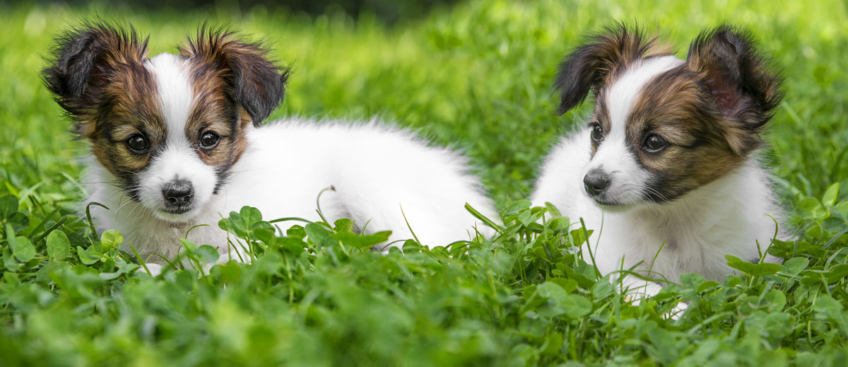 Restauration de l’appétit et de la vitalité chez un chien âgé (Papillon) souffrant d’une tumeur pulmonaire maligneイメージ