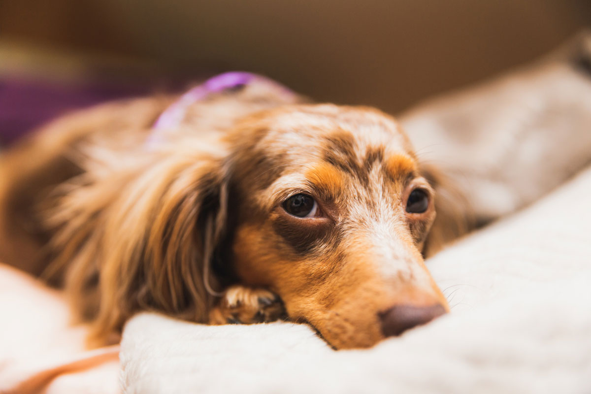 Utilisation de Kordi pour le lymphome mésentérique chez un chien (Teckel miniature)イメージ