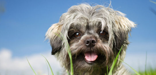 犬のリンパ腫の改善例