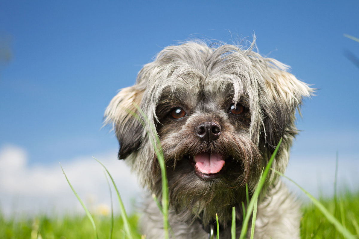 Cas d’utilisation pour un lymphome intra-abdominal à haute malignité chez un chien (Shih Tzu)イメージ