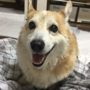 余命２ヶ月犬の口腔内メラノーマを抗癌剤とコルディでコントロール