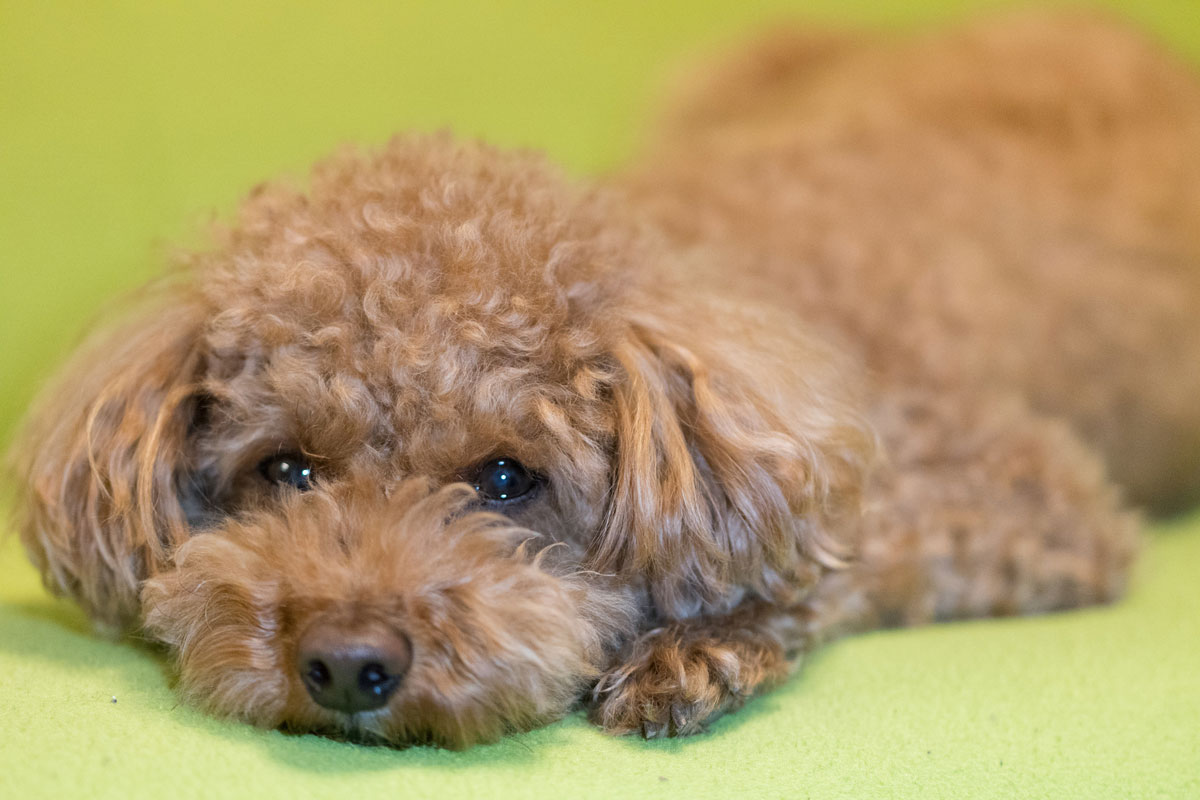 Exemple d’utilisation pour les tumeurs mélanomes orales chez le chien – Rapport de l’Hôpital vétérinaire Shiotaイメージ