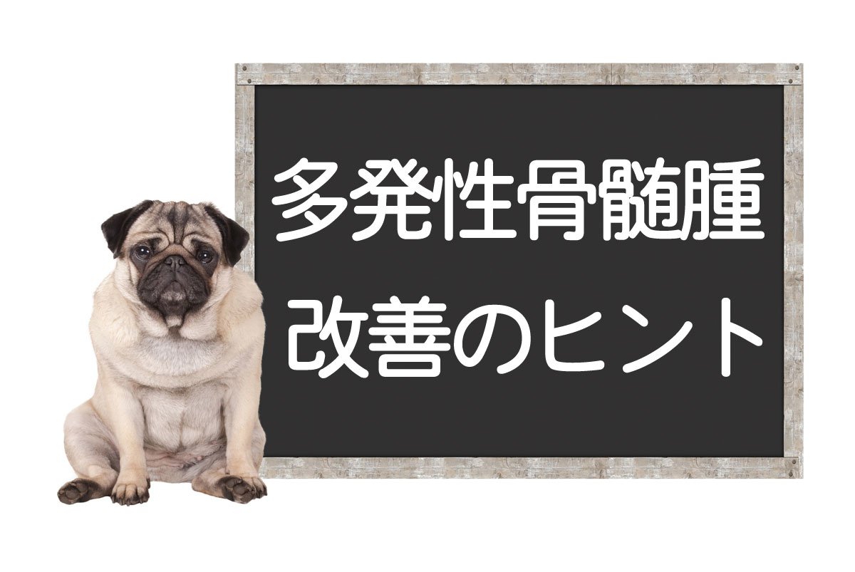 Myélome multiple chez les chiens – Symptômes, méthodes de diagnostic, traitements comme les antinéoplasiques, conseils pour l’amélioration et la surmontationイメージ