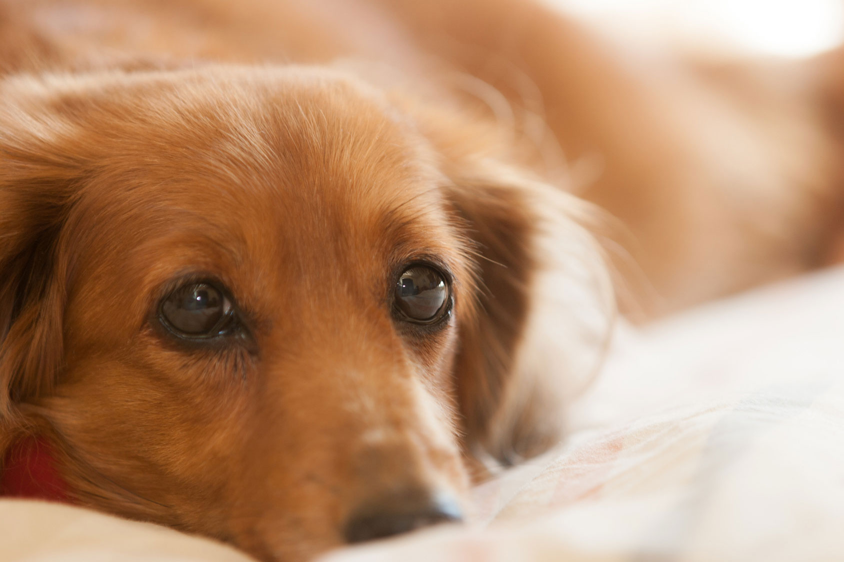 Exemple de maintien de la qualité de vie d’un chien avec une tumeur des gencives et un épulisイメージ