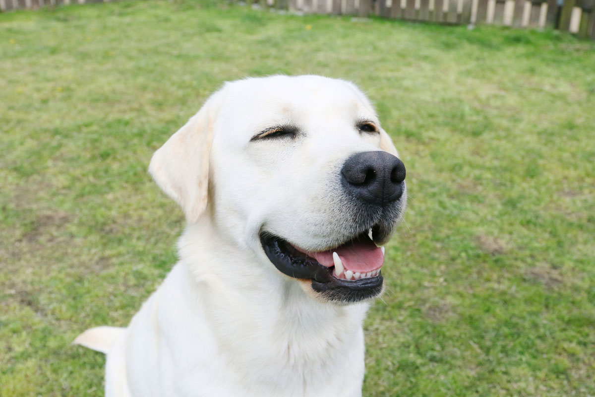 Cas de tumeur cutanée rétrécie chez un chien par Cordy (Labrador Retriever)イメージ