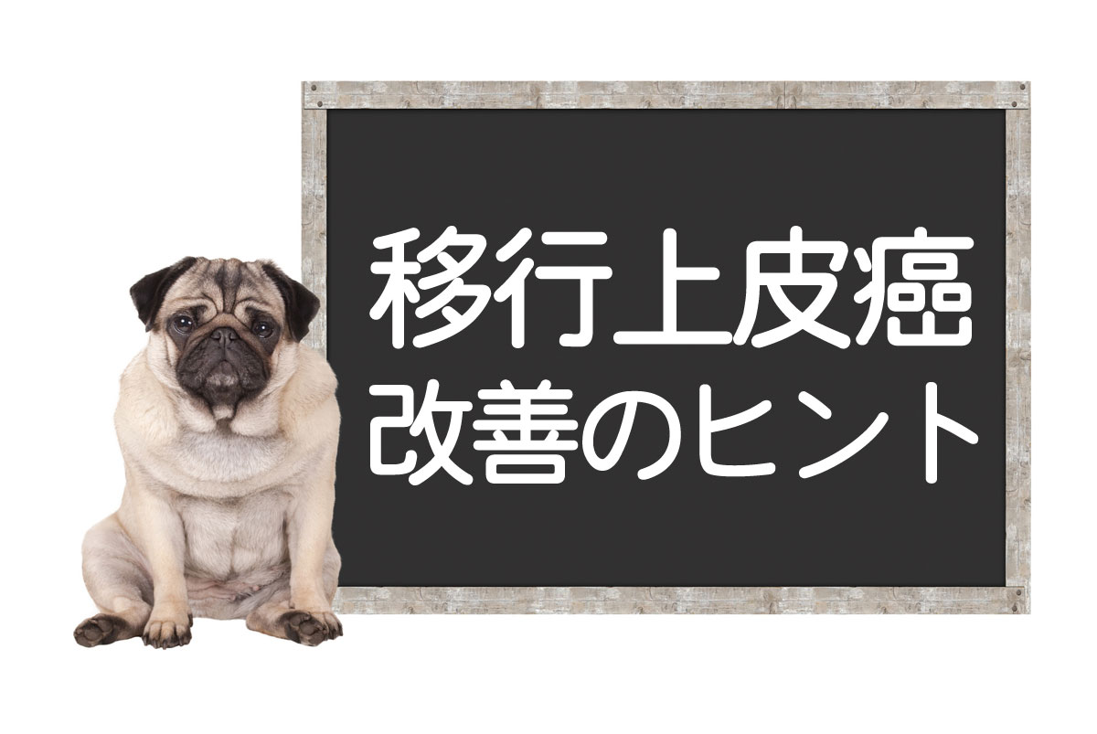 Cancer de la vessie chez le chien – Carcinome transitionnel : Symptômes de la tumeur, chirurgie, traitements, conseils pour l’amélioration et la guérison complèteイメージ