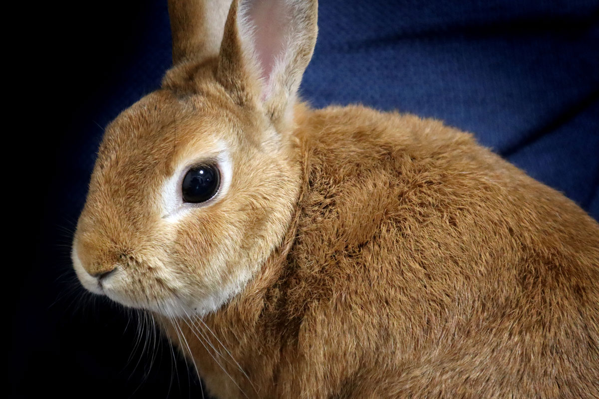 Exemple de maintien de la QOL (qualité de vie) chez un lapin en phase terminale d’un cancer de l’utérus avec Cordy.イメージ