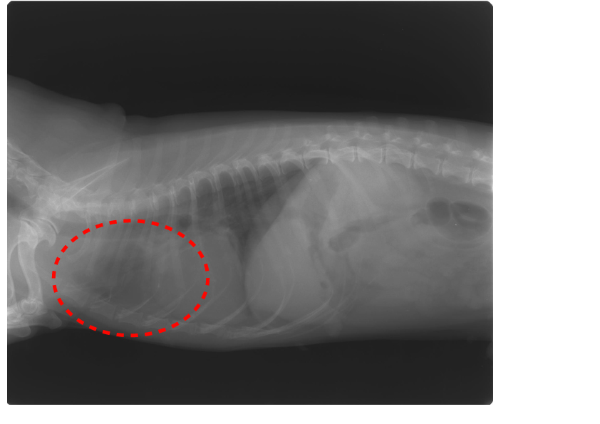 Un cas de cancer de la thyroïde métastasé aux poumons chez un chien (Teckel miniature) qui s’est amélioré.イメージ