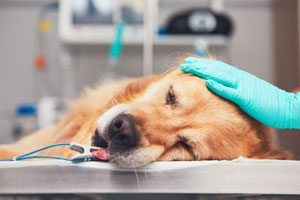 Chien en traitement avec des médicaments anticancéreux