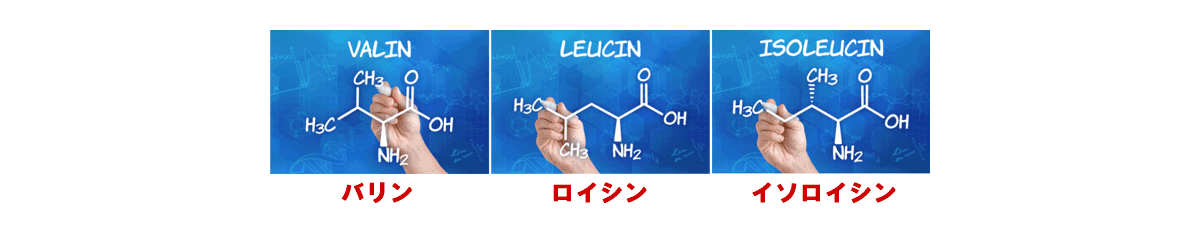 Pour les chiens et les chats ayant une baisse de forme physique ou des problèmes de foie et de reins, il est recommandé de leur fournir des BCAAイメージ