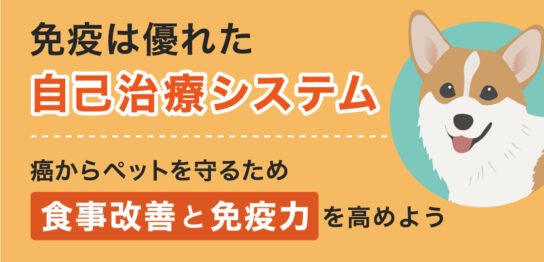 犬猫のがん幹細胞に対抗する方法