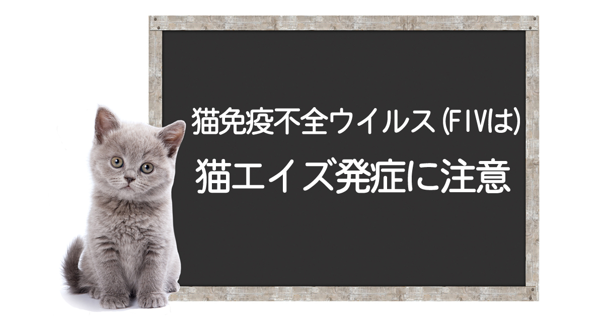 Le développement, les symptômes, le traitement et les méthodes de surmonter l’infection par le virus de l’immunodéficience féline (FIV).イメージ
