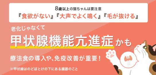 老化じゃなくて甲状腺機能六進症かも 療法食の導入や、免疫改善が重要！