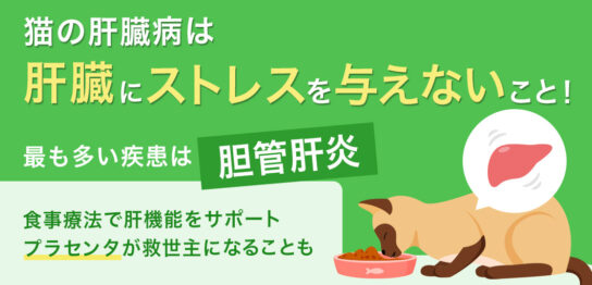 猫の肝臓病は 肝臓にストレスを与えないこと！ 最も多い疾感は胆管肝炎 食事療法で肝機能をサポート プラセンタが救世主になることも