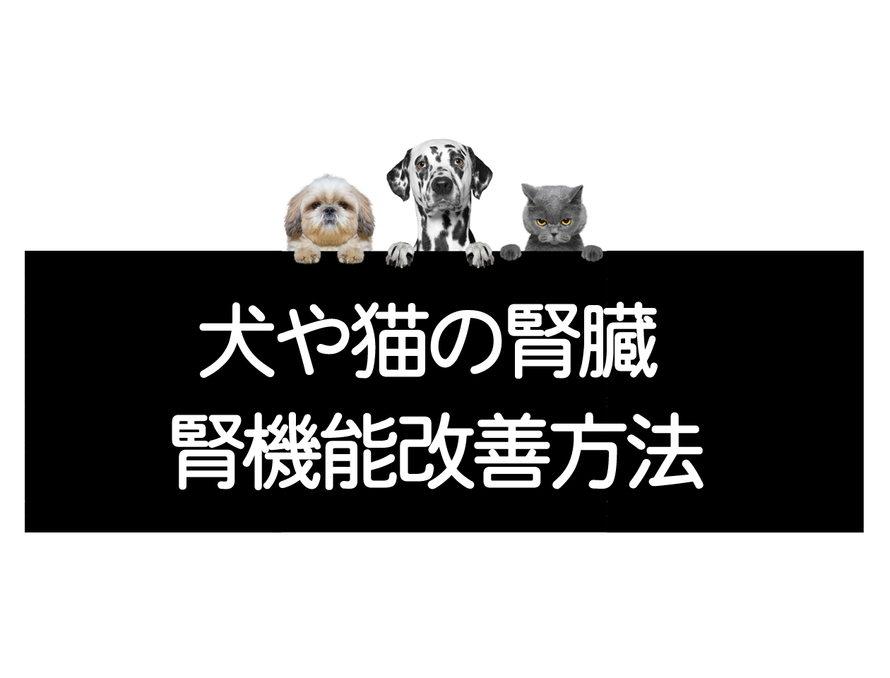 Astuces pour soulager les symptômes de l’insuffisance rénale et des maladies rénales chez les chats et les chiens (insuffisance rénale chronique, maladies rénales, etc.)イメージ