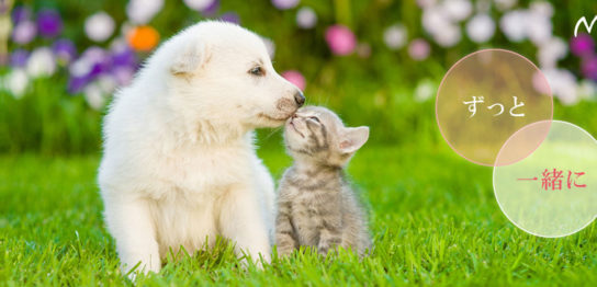 犬が癌でも笑顔で