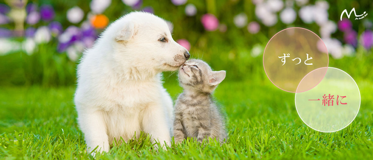 Pour que votre chien puisse garder le sourire même en cas de cancer (tumeur maligne)イメージ