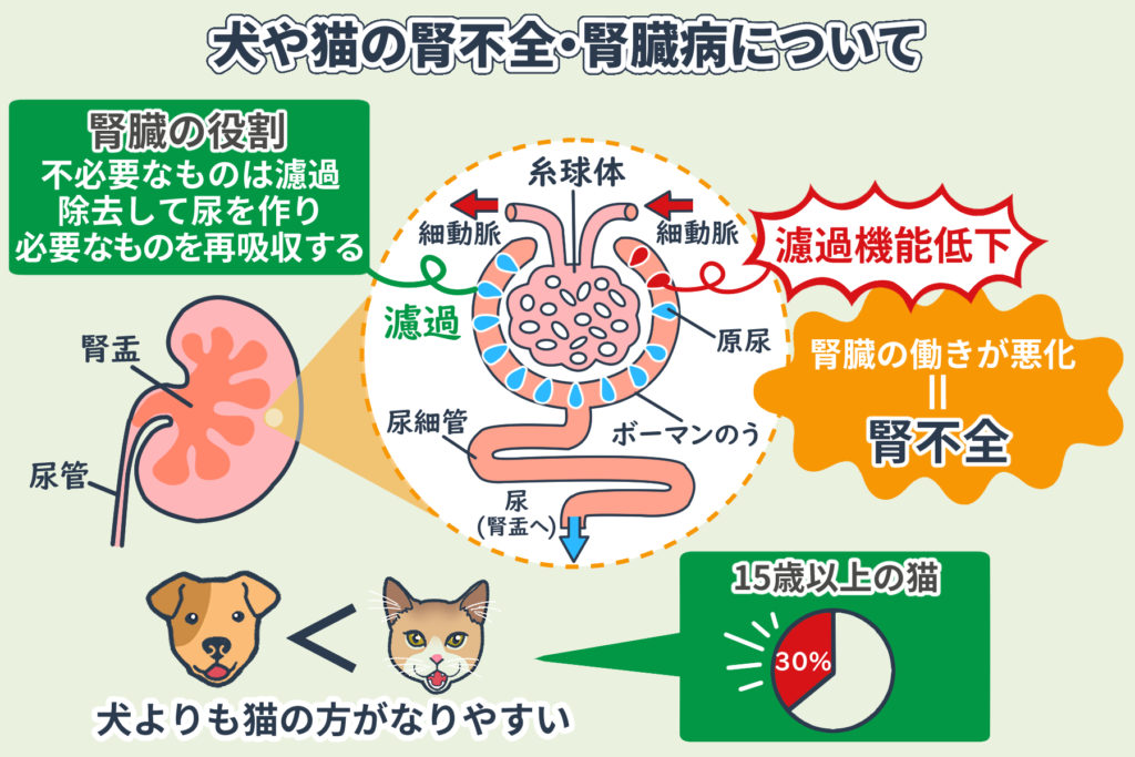 À propos de l'insuffisance rénale et des maladies rénales chez les chiens et les chats