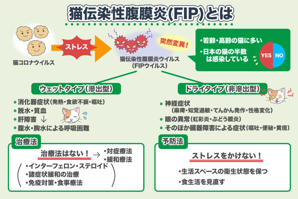 Péritonite Infectieuse Féline (PIF)