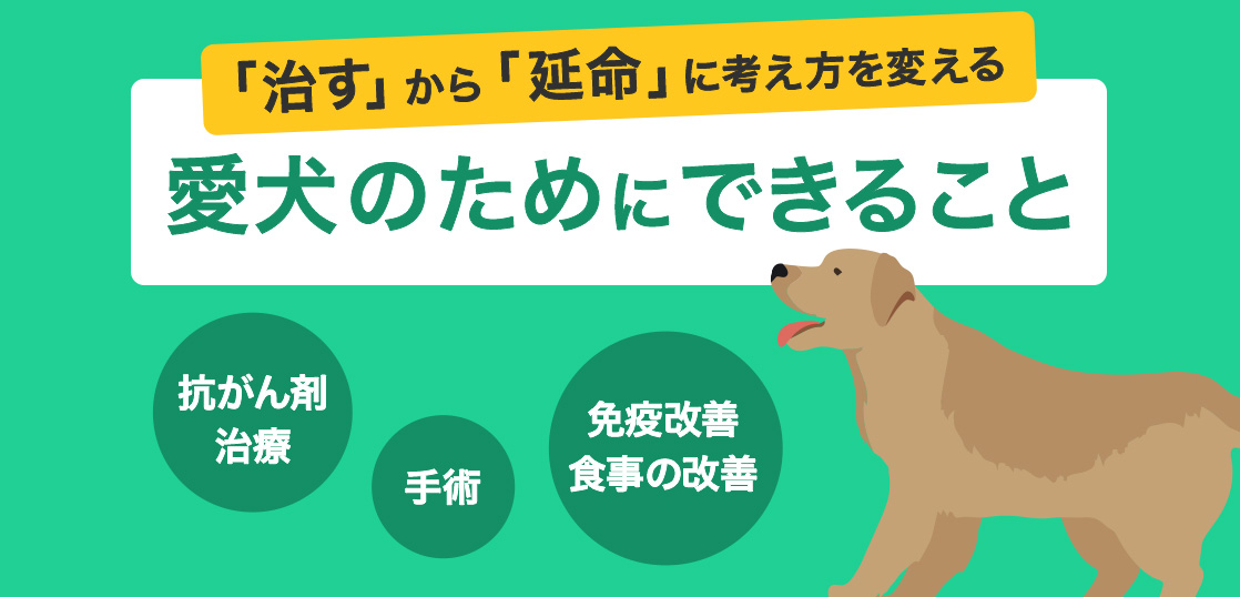 Types de lymphome chez le chien, symptômes, chimiothérapie, traitements, astuces pour l’amélioration et la guérison complèteイメージ