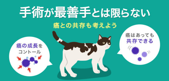 猫の癌の克服方法