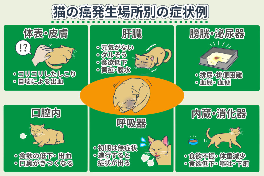 Exemples de symptômes du cancer chez les chats selon la localisation