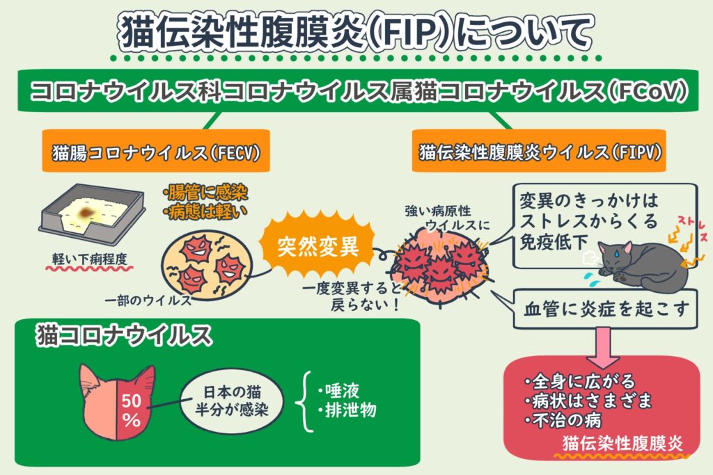 Qu'est-ce que la péritonite infectieuse féline (PIF) ?