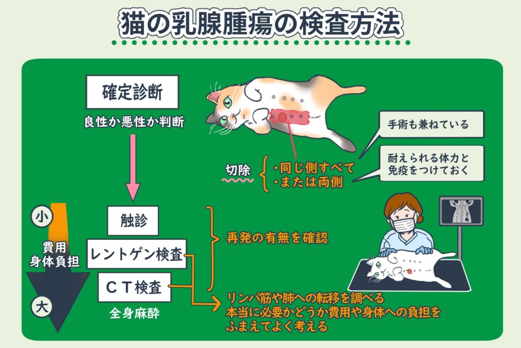 Examen des tumeurs mammaires chez le chat