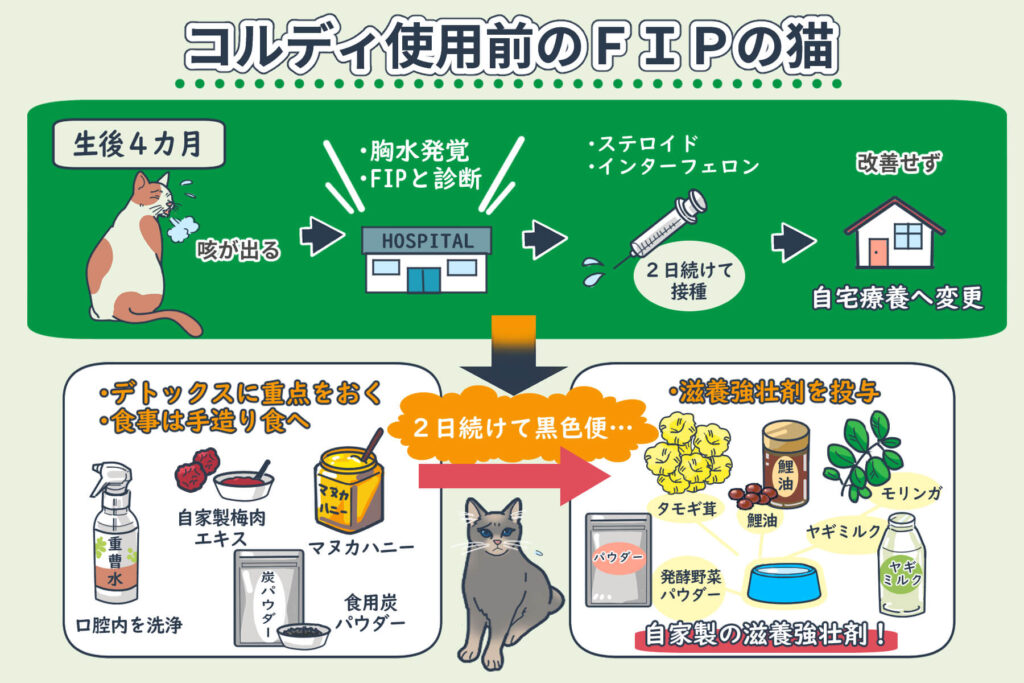 État du chat atteint de PIF avant l'utilisation de Cordy