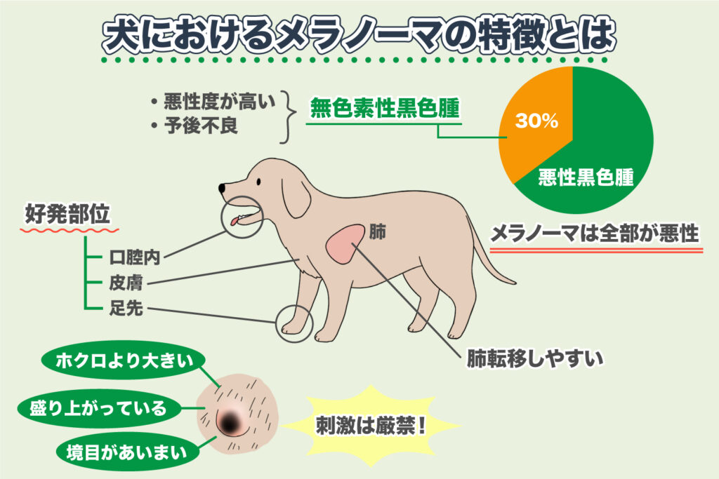 Caractéristiques des mélanomes chez les chiens