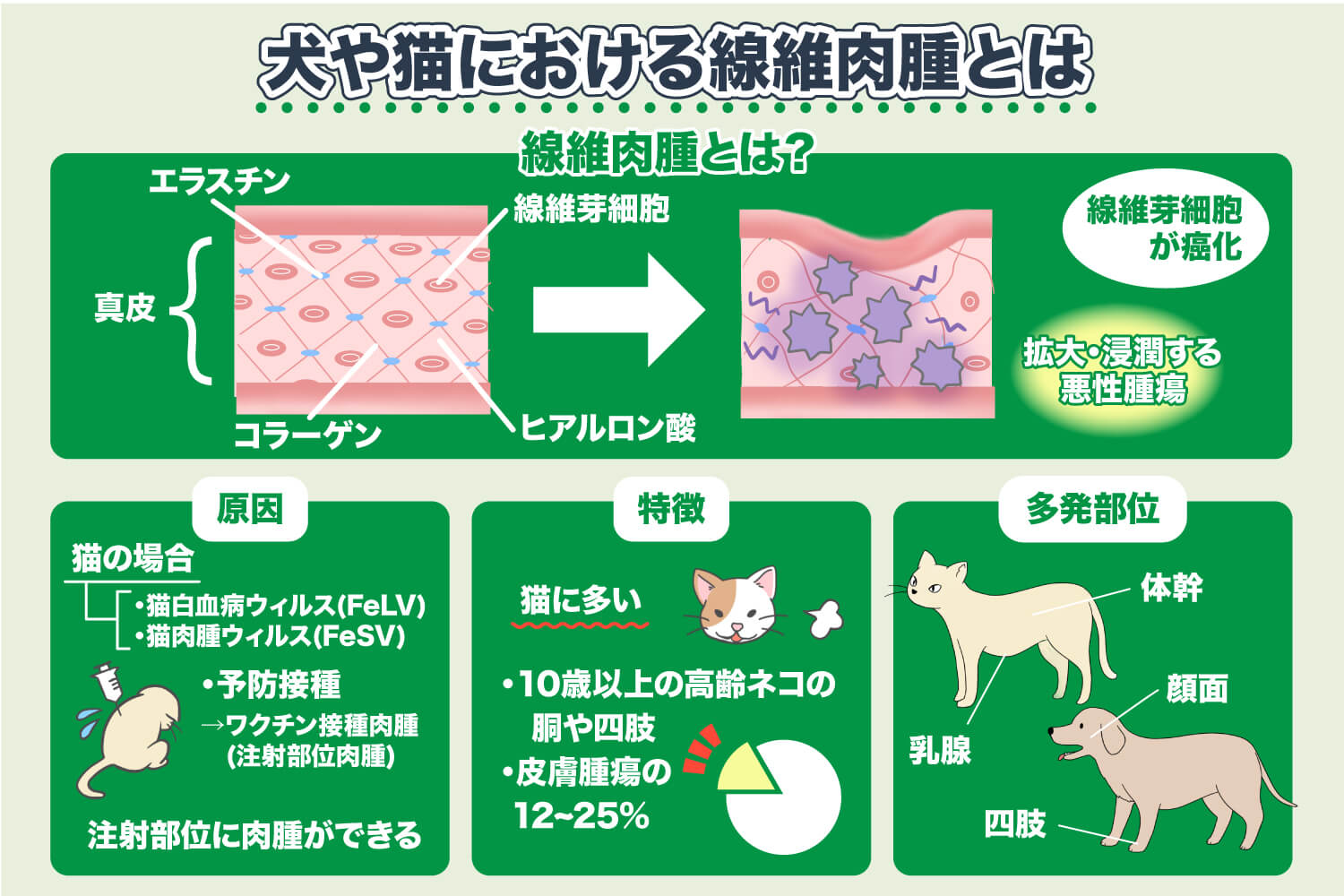 Qu'est-ce qu'un fibrosarcome chez les chiens et les chats ?